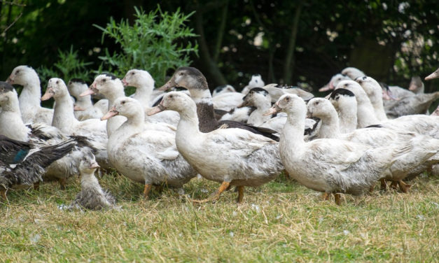 Influenza aviaire : la France passe au niveau de risque « élevé »